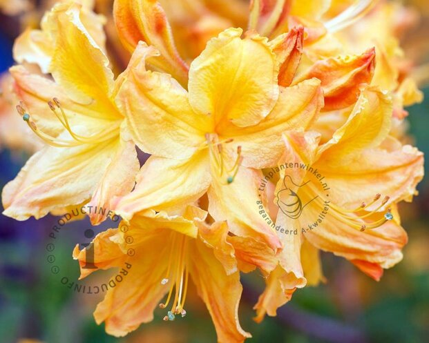 Rhododendron kh. 'Harvest Moon'