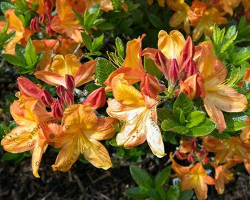 Rhododendron kh. 'Glowing Embers'