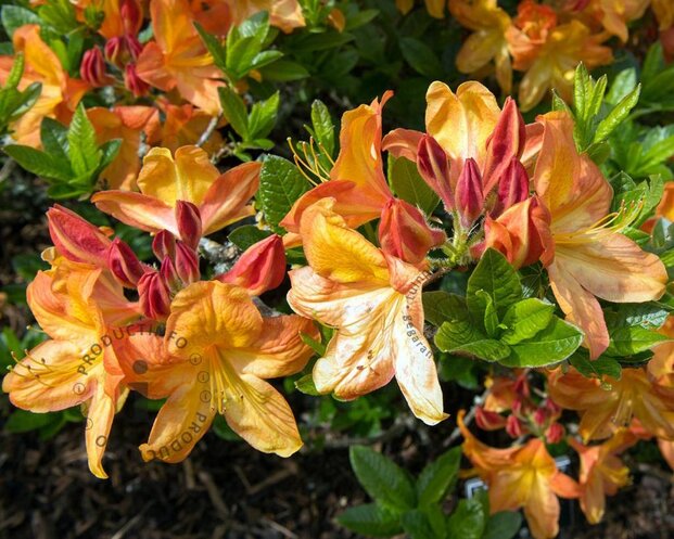 Rhododendron kh. 'Glowing Embers'