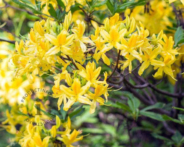 Rhododendron kh. luteum