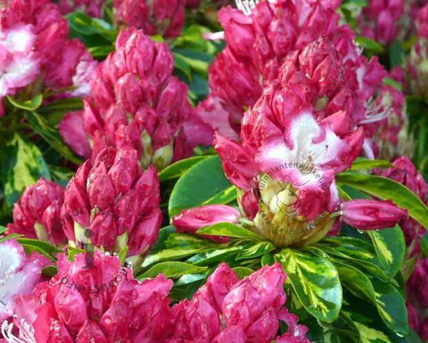 Rhododendron 'President Roosevelt'
