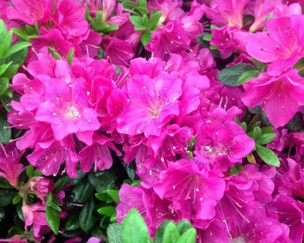 Rhododendron Azalea 'Geisha Purple'