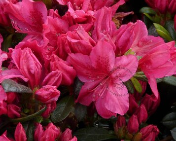 Rhododendron Azalea 'Georg Arends' image
