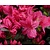 Rhododendron Azalea 'Georg Arends'