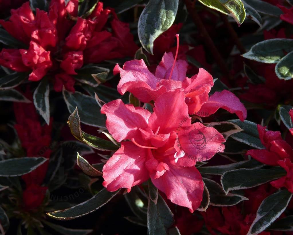 Rhododendron Azalea 'Silver Sword'