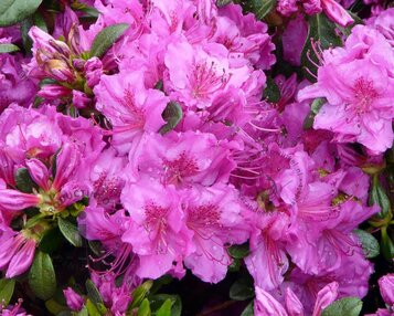 Rhododendron Azalea 'Koningsstein' image