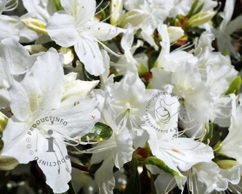 Rhododendron Azalea 'Pleasant White'
