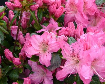 Rhododendron Azalea 'Kirstin' image