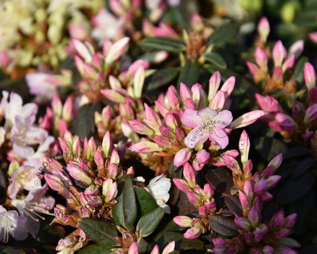 Rhododendron 'Ginny Gee'