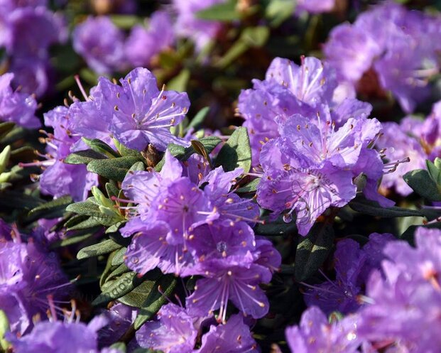 Rhododendron 'Ramapo'