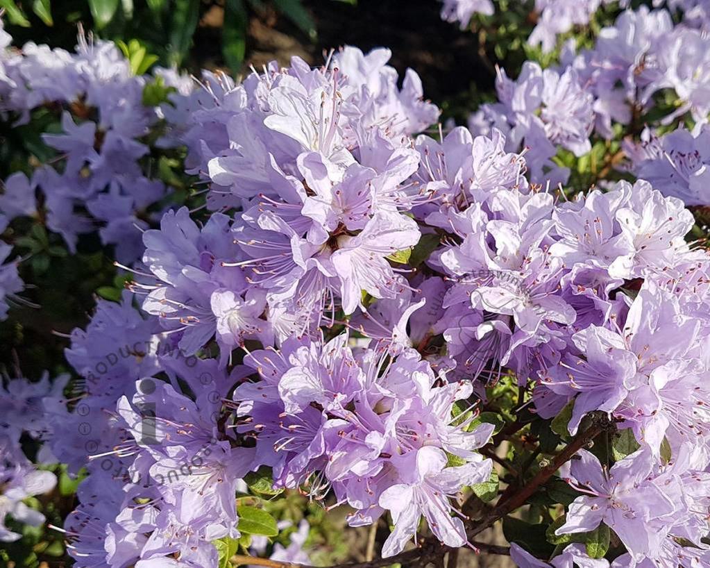 Rhododendron 'Moerheim'