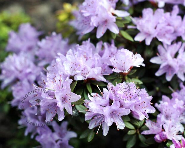 Rhododendron 'Lavendula'
