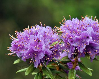 Rhododendron 'Blue Silver'