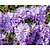 Rhododendron 'Blue Tit'