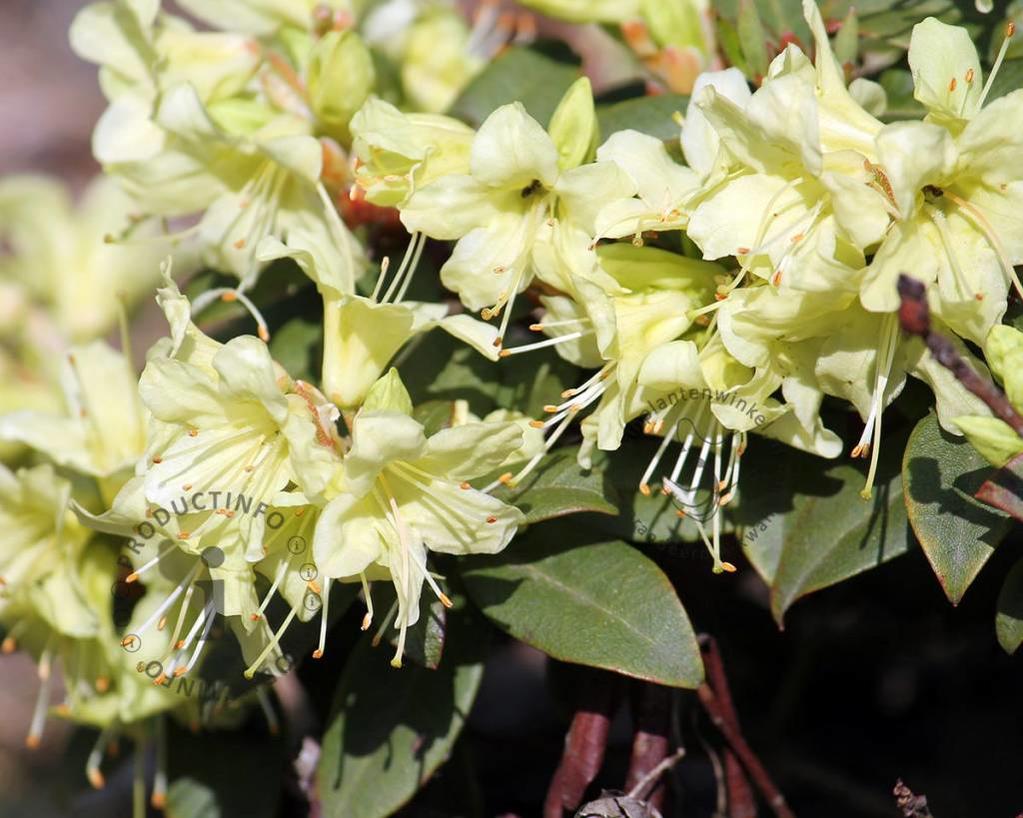 Rhododendron 'Princess Anne'