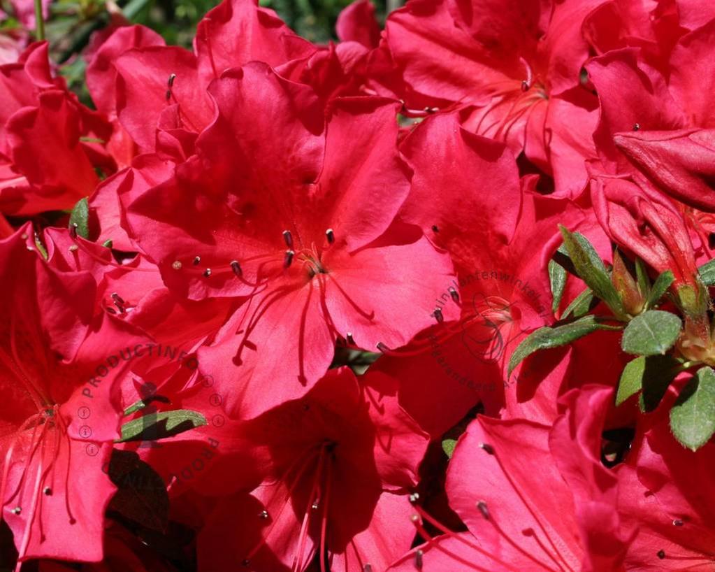 Rhododendron Azalea 'Arabesk'