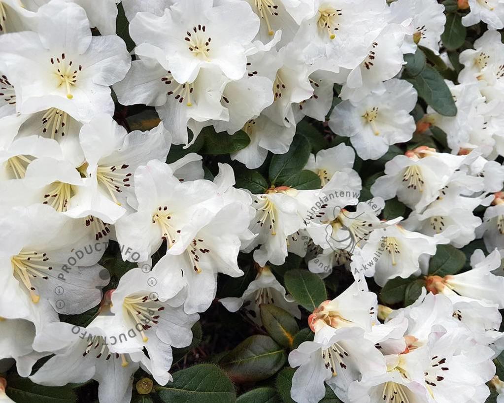 Rhododendron 'Ptarmigan'