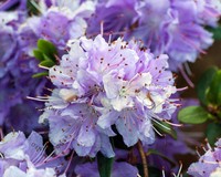 Rhododendron 'Purple Pillow'