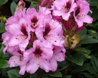 Rhododendron 'Kokardia'