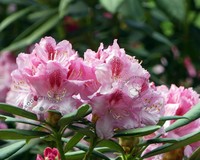 Rhododendron 'Albert Schweitzer'