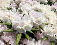 Rhododendron yakushimanum 'Schneekrone'