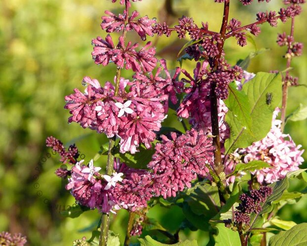 Syringa villosae 'Miss Canada'