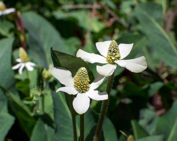 Anemopsis californica