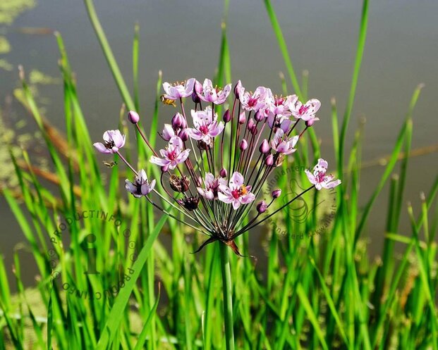 Butomus umbellatus