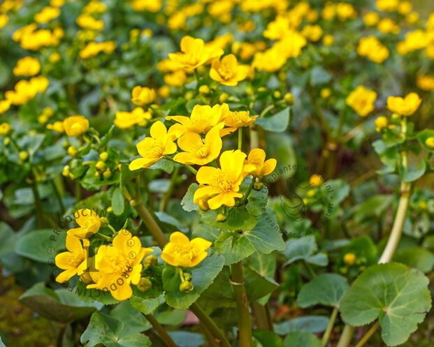 Caltha polypetala