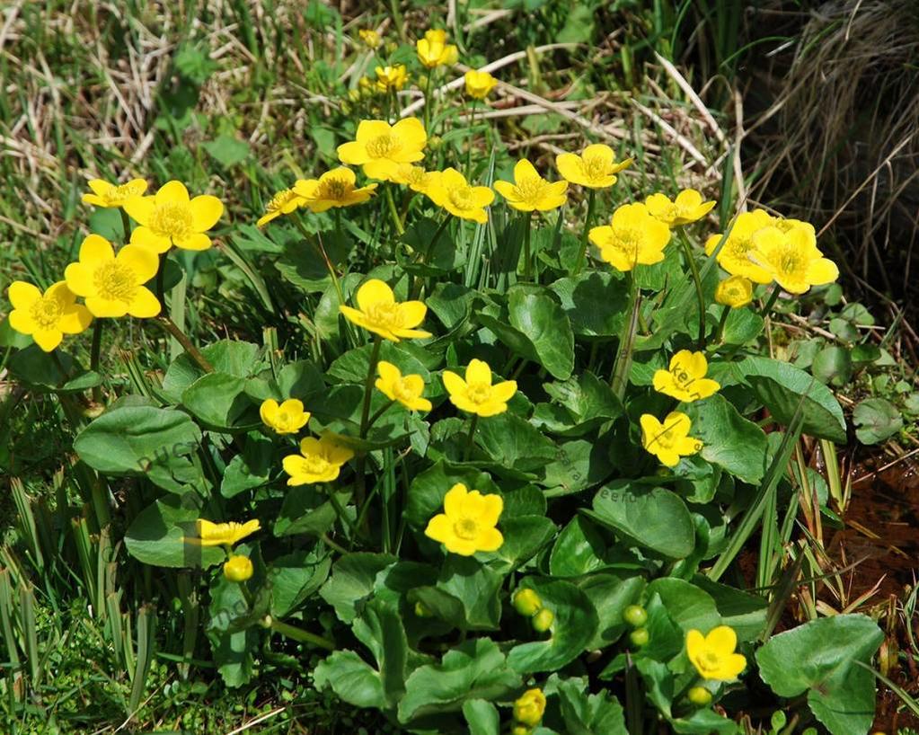 Caltha palustris