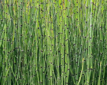 Equisetum japonicum