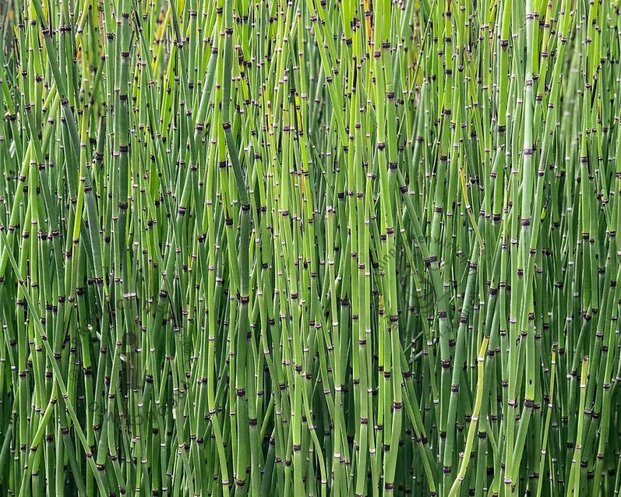 Equisetum japonicum