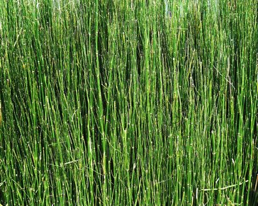 Equisetum scirpoides