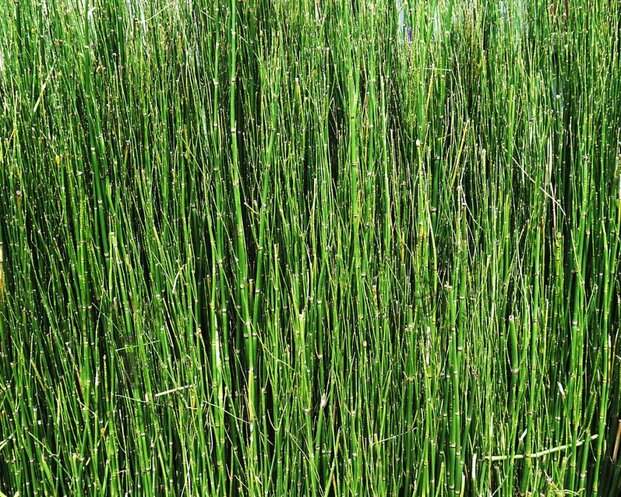 Equisetum scirpoides