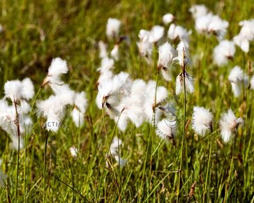 Eriophorum angustifolium