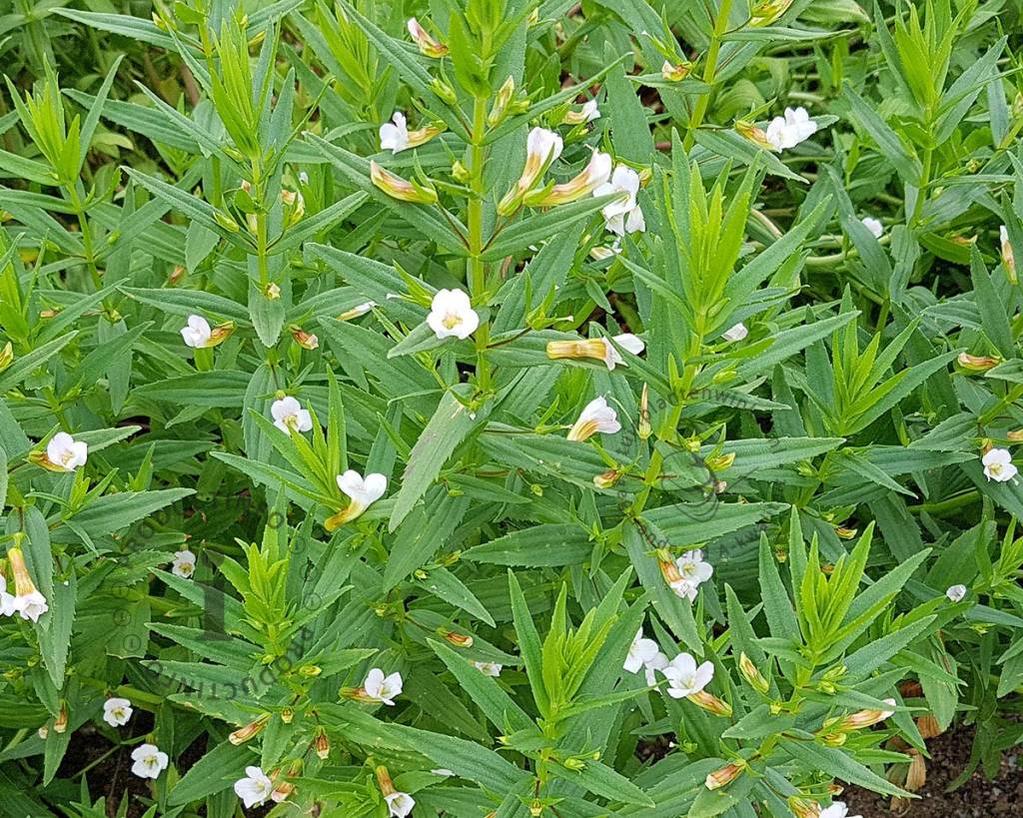 Gratiola officinalis