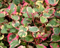 Houttuynia cordata 'Chameleon'