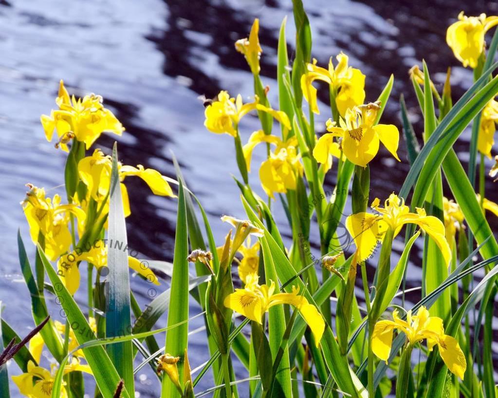 Iris pseudacorus