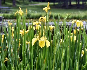 Iris pseudacorus 'Variegata' image