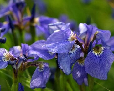 Iris setosa