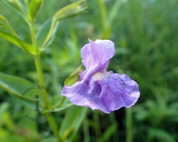 Mimulus ringens