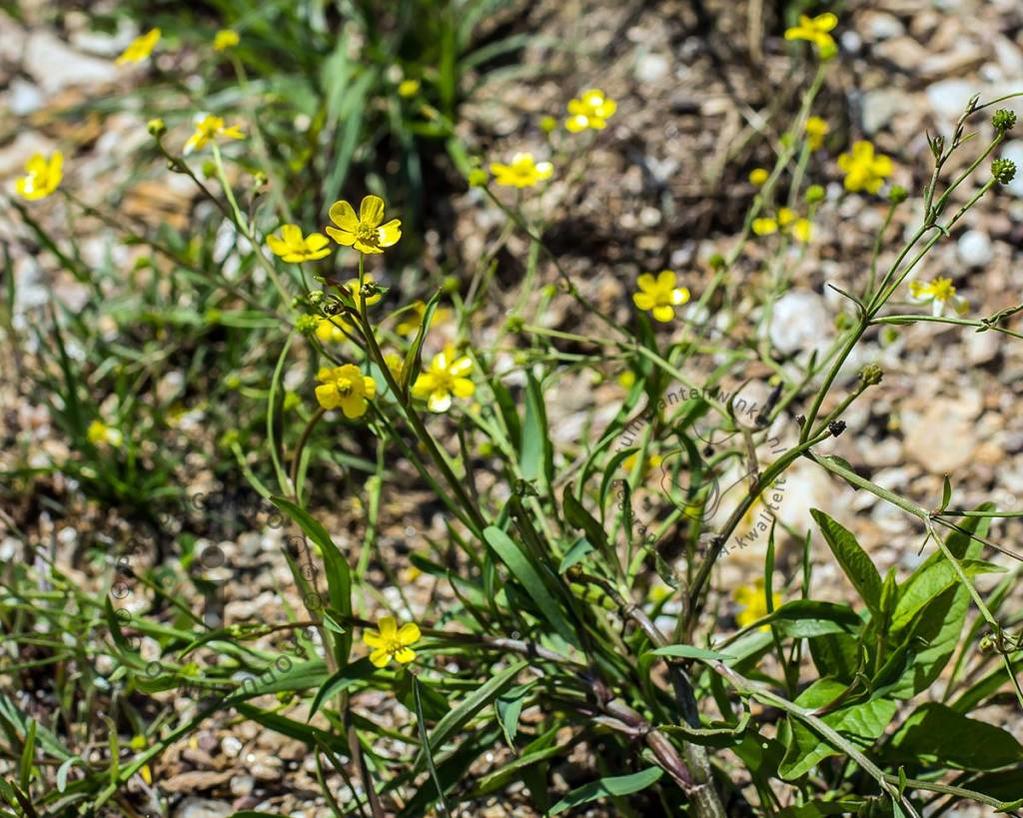 Ranunculus flammula