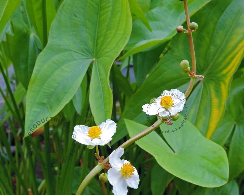 Sagittaria latifolia