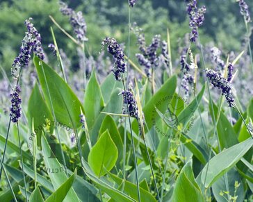 Thalia dealbata