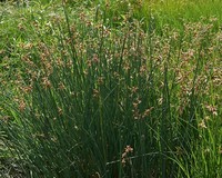 Scirpus lacustris