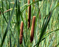 Typha latifolia