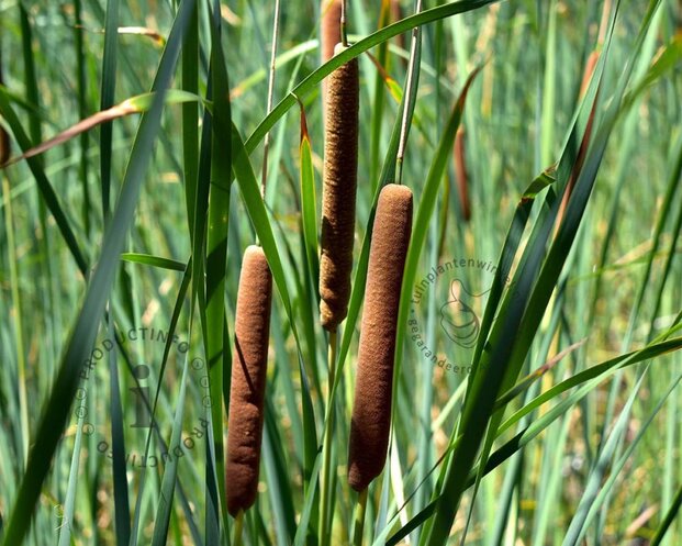 Typha latifolia
