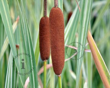Typha latifolia 'Variegata'
