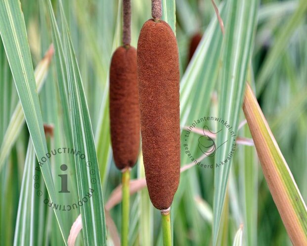 Typha latifolia 'Variegata'