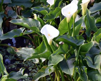 Zantedeschia aethiopica